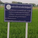 กองช่าง ดำเนินการตรวจสอบไฟฟ้าส่องสว่างทางสาธารณะ บริเวณซอยใจเกื้อ หมู่ที่ 1 และหมู่ที่ 2 ตำบลบ้านฉาง อำเภอเมืองปทุมธานี จังหวัดปทุมธานี