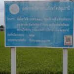 กองช่าง ดำเนินการซ่อมแซมไฟฟ้าส่องสว่างทางสาธารณะ บริเวณถนนสาย 3111 – คลองเจ๊ก หมู่ที่ 4 ตำบลท้ายเกาะ อำเภอสามโคก จังหวัดปทุมธานี